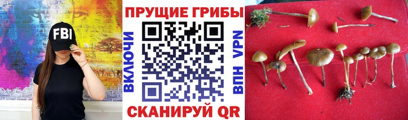 Псилоцибиновые грибы Magic Shrooms  Железногорск-Илимский 